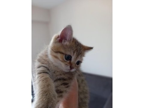 2 aylık golden tabby scottish erkek yavrumuz sahibini arıyor