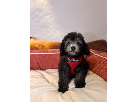 Silver toy poodle bebeklerim