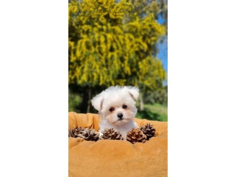 Sevimli teacup morkie yavrularımız