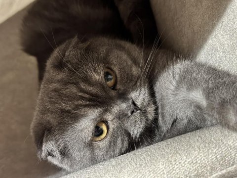7 aylık scottish fold kedimiz sahiplendirilecek