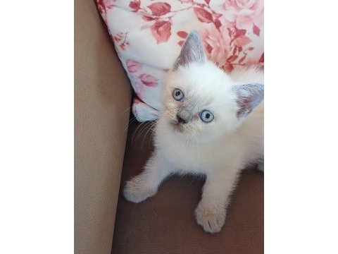 Safkan british shorthair yavrularımız