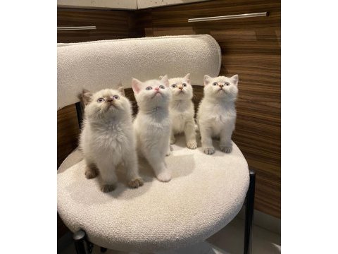 Bluepoint british shorthair yavrularımız