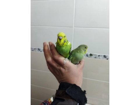 Sağlıklı yavru muhabbet kuşları uygun verilecektir