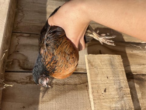 Yumurta avcıları tavuklar