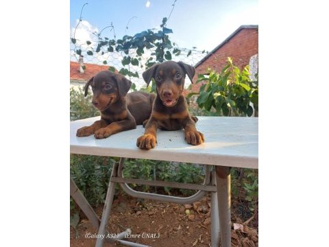 Orjinal doberman yavrular