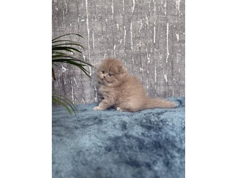 Show class sıfır kulak scottish fold prenses