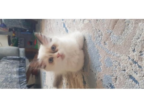 Safkan ragdoll yavrularımız yeni yuvalarını arıyor