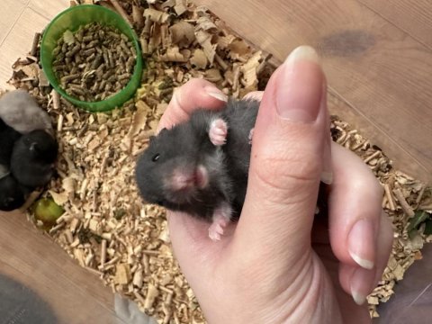 1 aylık suriye hamster yavruları