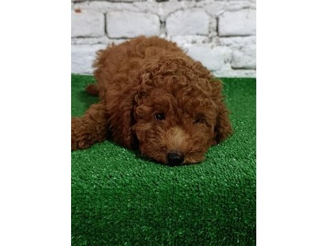 Toy poodle köpeği