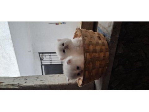 Safkan british longhair dişi erkek 1 buçuk aylık