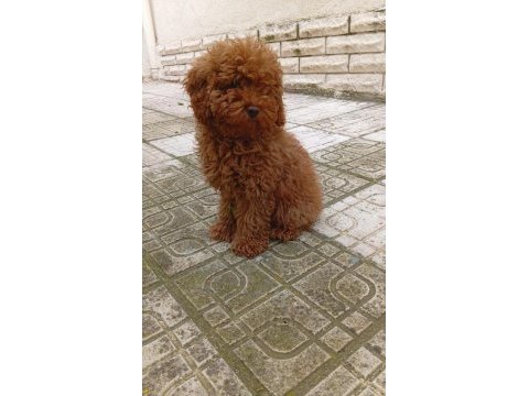 Toy poodle 4 aylık dişi wc eğitimli