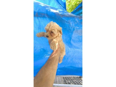 Maltipoo yavrular