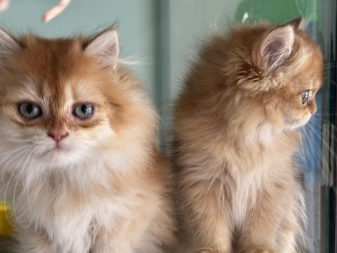 En güzel golden longhair british yavrularımız