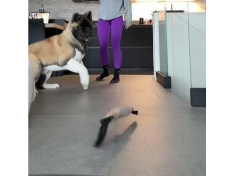 American akita erkek henüz 8 haftalık