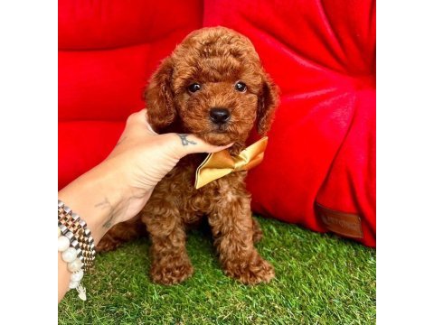Safkan toy poodle bebekler