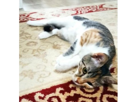 Terk edilen sevgi dolu, uysal kedimiz (ankara ve diğer)