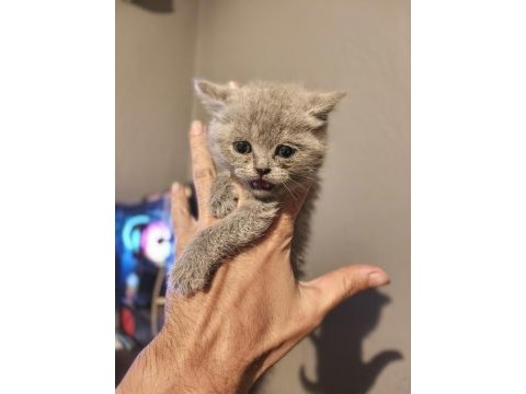 1.5 aylık british shorthair fıstıklar
