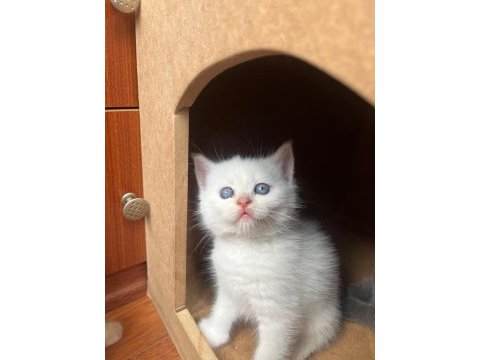 Yavru british longhair kedimiz