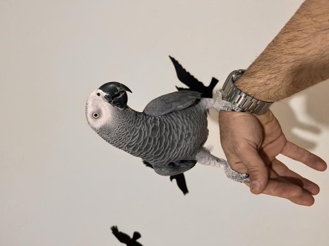 4 yaşında eğitimli konuşabilen ele gelen jako papağanı