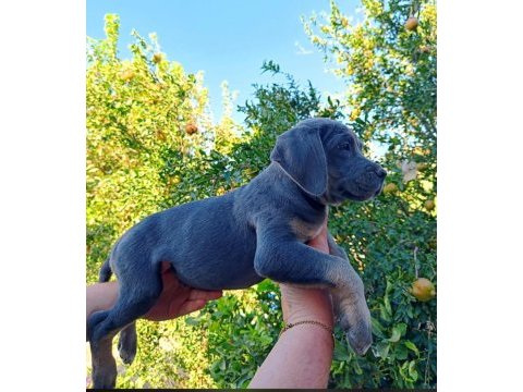 Cane corso yavrular ırk sağlık garantili