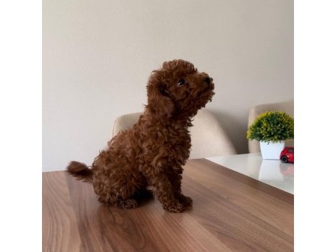 Üst kalite toy poodle yavrularımız