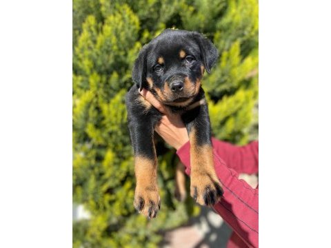 Dünya şampiyonu rottweiler torunları