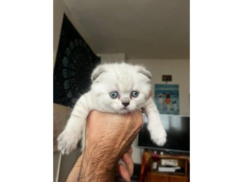 Blue point scottish fold