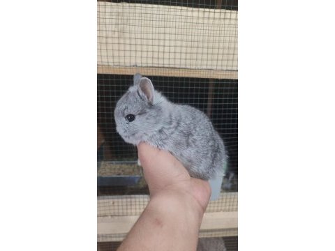 Cüce tavşan (netharlend dwarf)