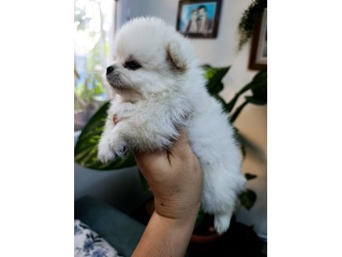 Pomeranian boo erkek ve dişi yavrularımız