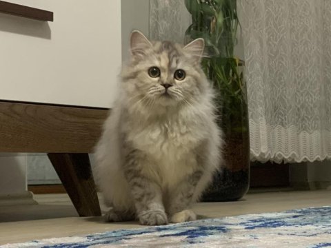 Safkan dişi kedilerim