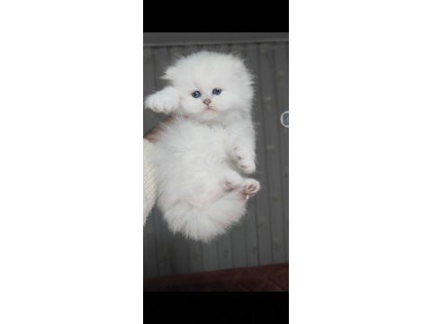 British longhair kedisi