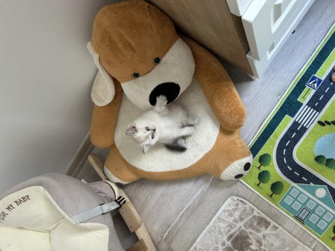 British shorthair kedimiz