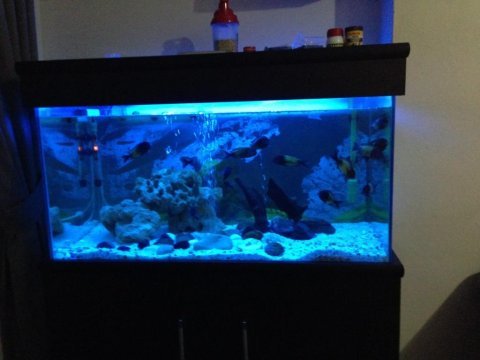 Özel yapım 350 litre dolaplı akvaryum 110x50x60