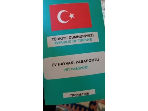 Çok uyguna rotweiller yavrusu (açıklama)