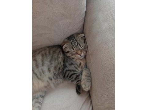5 aylık scottish fold