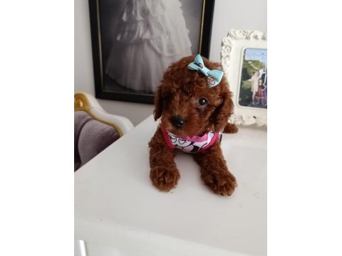 Safkan red brown toy poodle yavrular üst kalite
