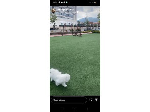 Temiz 7 aylık maltese terrier dişi sevimli köpeğimiz