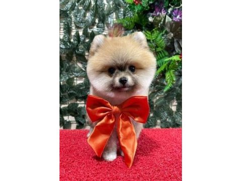 Pomeranian boo 2 aylık
