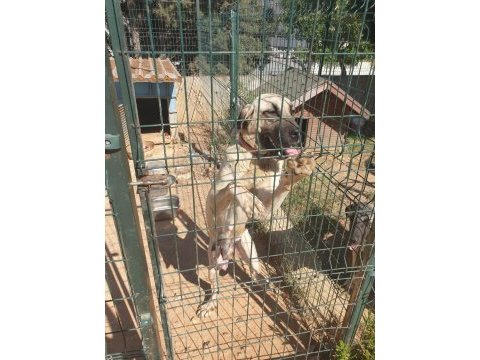 Kangal köpeği yavruları