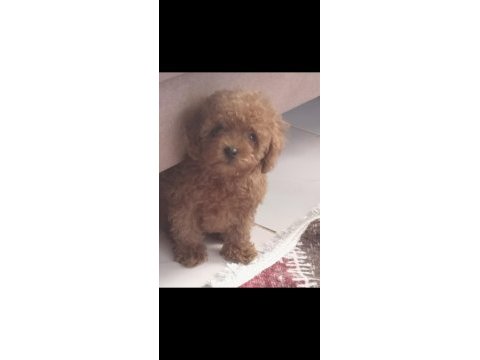 Irk ve sağlık garantili kore poodle yavrular