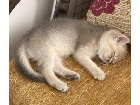 British yavrularımıza yeni yuva arıyoruz