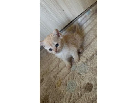 Scootish kahverengi mavi gözlü yavru sahiplendirilecek