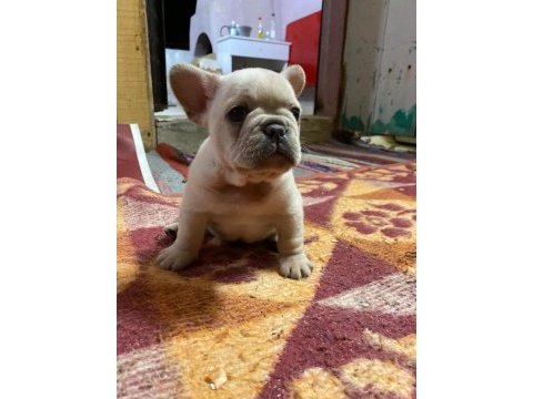 Üst düzey kalite flufy karier french bulldog bebekler