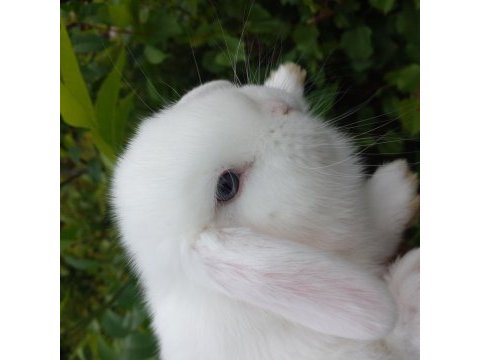 Sevimli mini lop tavşan yavrular
