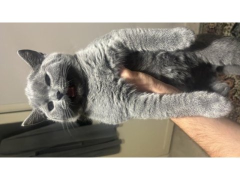 4 aylık british shorthair erkek kedi