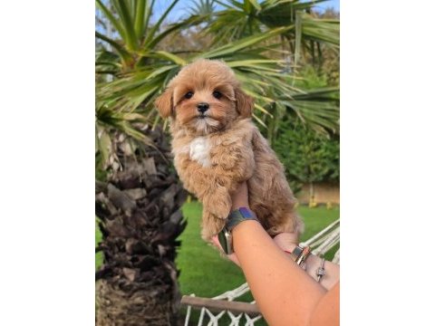 Eğitilebilir maltipoo yavruları ile evinize neşe katın