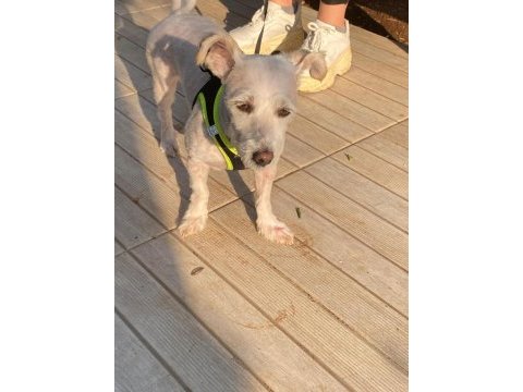 Terrier maltese kız güzel sakın çocuklara düşkün