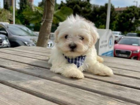 Maltese terrier a kalite bembeyaz sıfır numara