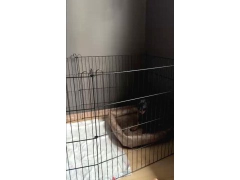 2 aylık doberman yavrumuz