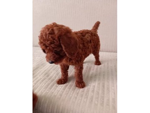 Dark red brown toy poodle